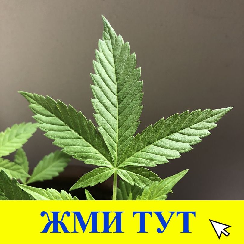 Купить наркотики в Альметьевске